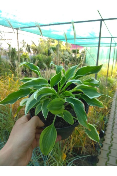 Хоста гібридна Кантрі Маус - 3л/вис.10-15см/Ø20-25см